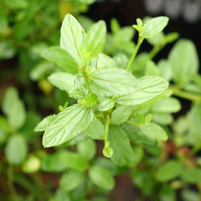 Ceanothus thyrsiflorus Snow Flurries (Fogliame)