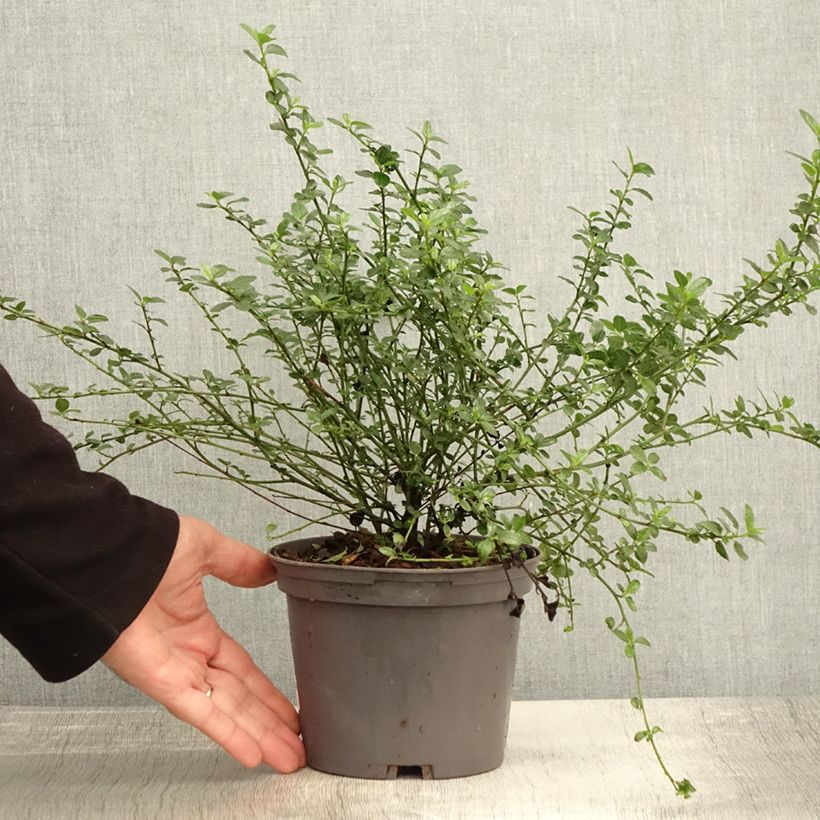 Esemplare di Céanothe Snow Flurries - Lilas de Californie Pot de 2L/3L come consegnato in autunno