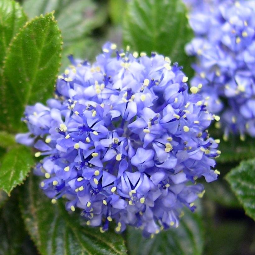 Ceanothus thyrsiflorus Repens (Flowering)