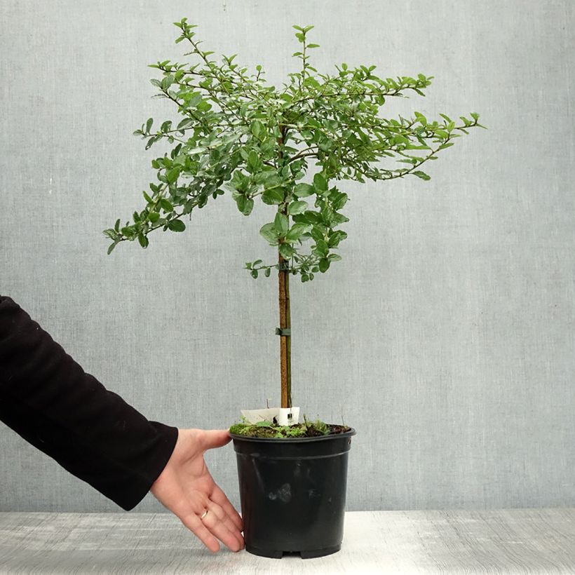 Esemplare di Ceanothus Blue Mound Vaso da 3L/4L, Vaso impalcato come consegnato in autunno