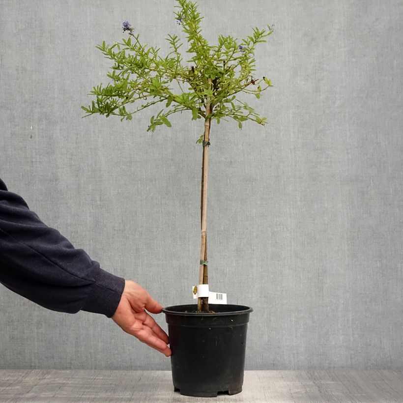 Example of Ceanothus Blue Mound Vaso da 3L/4L, Vaso impalcato as you get in printemps