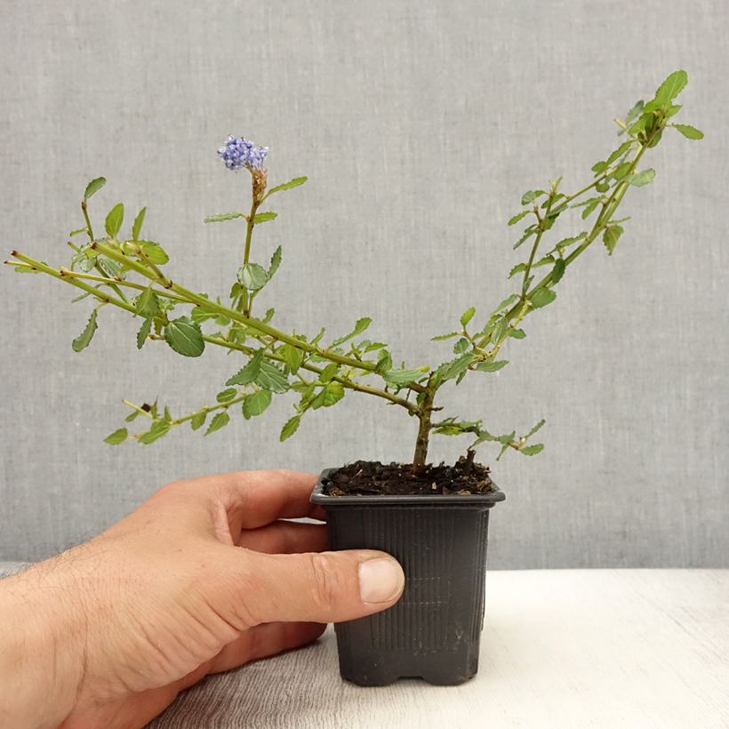 Example of Ceanothus thyrsiflorus Repens Vasetto da 8/9 cm as you get in printemps