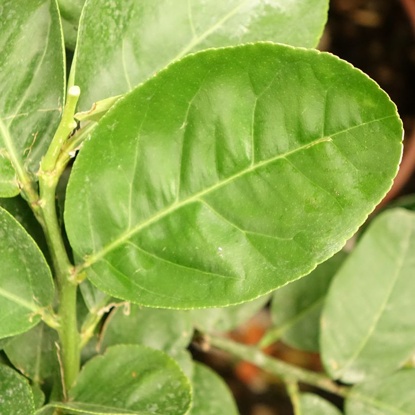 Citrus medica - Cedro (agrume) (Foliage)