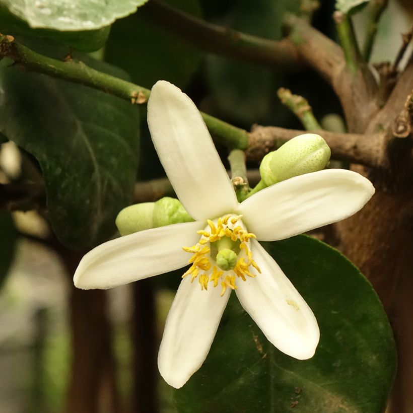 Citrus medica - Cedro (agrume) (Flowering)