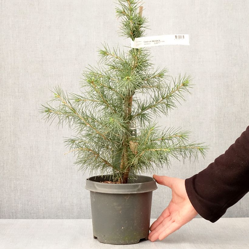 Example of Cedrus deodara - Cedro dell'Himalaya Vaso da 3L/4L as you get in printemps