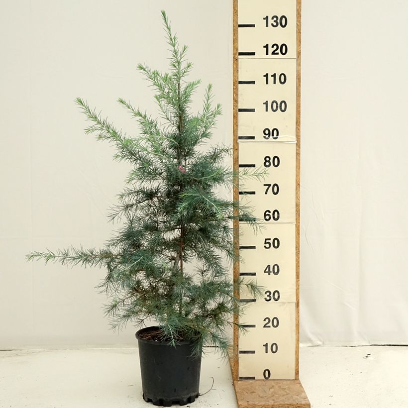 Esemplare di Cedrus deodara Pendula - Cedro dell'Himalaya Vaso da 7,5L/10L consegnato in estate
