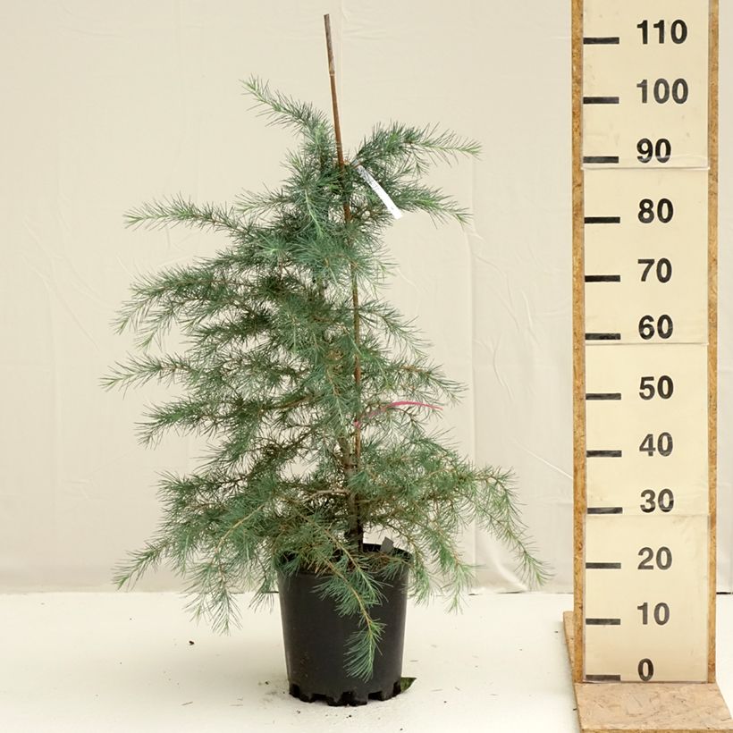 Example of Cedrus deodara Pendula - Cedro dell'Himalaya Vaso da 7,5L/10L as you get in printemps