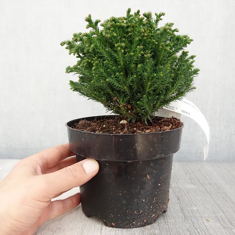 Example of Cryptomeria japonica Green Pearl - Cedro del Giappone Vaso da 2L/3L as you get in printemps