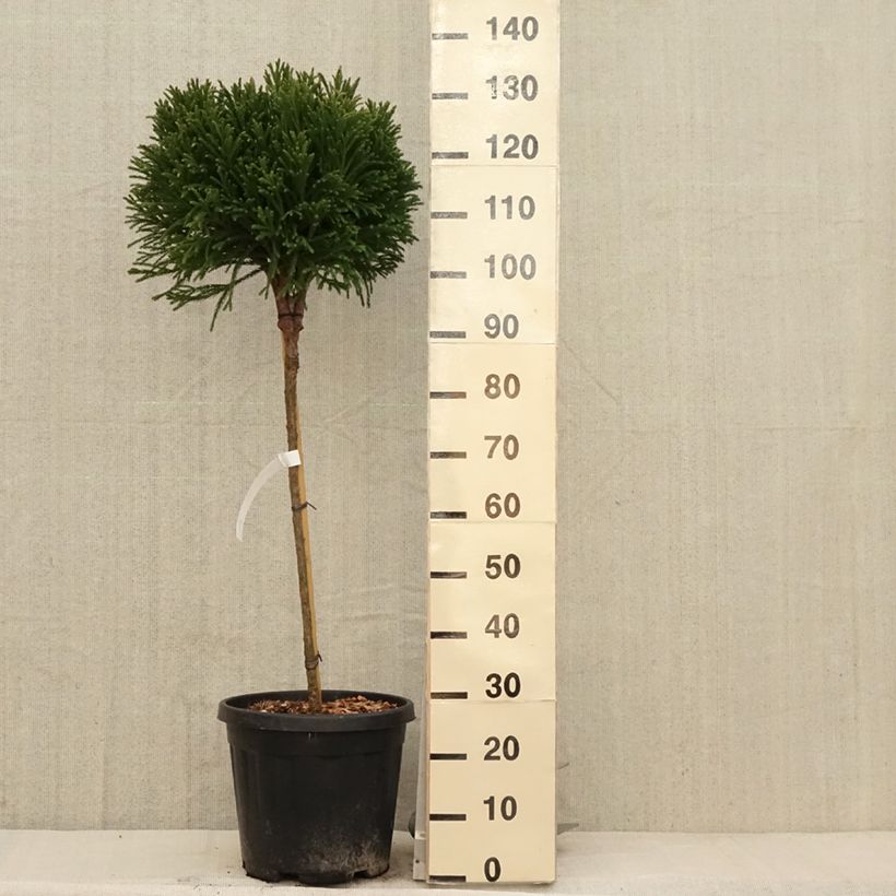 Example of Cryptomeria japonica Globosa Nana - Cedro del Giappone Vaso da 12L/15L, Vaso impalcato as you get in printemps