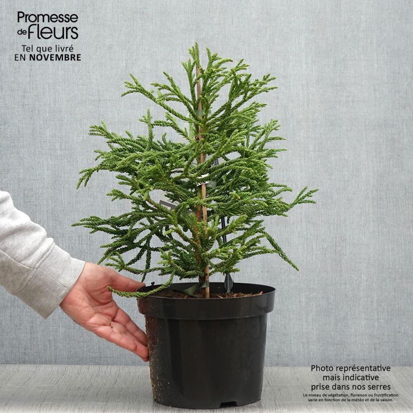 Esemplare di Cryptomeria japonica Spiralis - Cèdre du Japon Pot de 4L/5L come consegnato in autunno