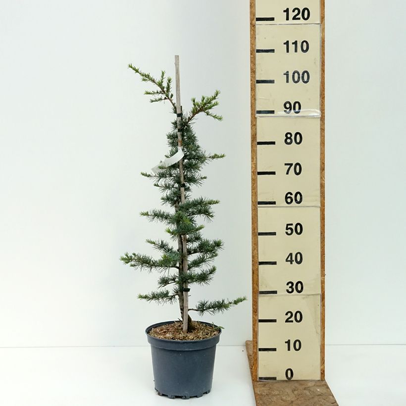 Esemplare di Cedrus libani - Cedro del Libano Vaso da 7,5L/10L, A cespuglio consegnato in estate