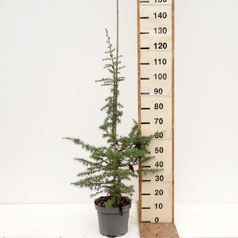 Cedrus libani - Cedro del Libano Vaso da 7,5L/10L, Vaso impalcato esemplare consegnato in inverno
