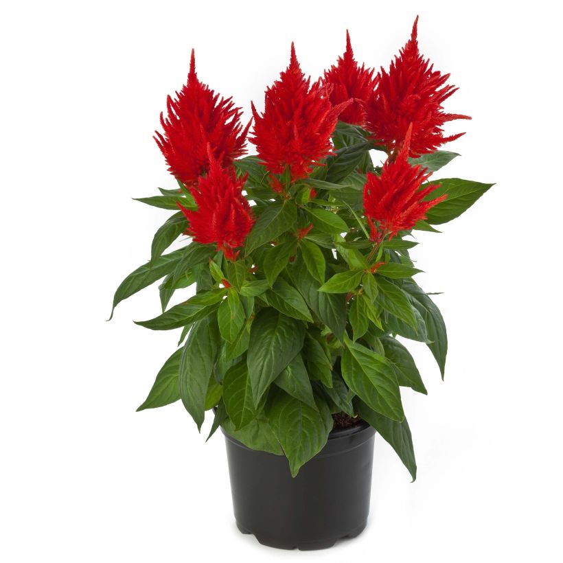 Celosia argentea var. plumosa Kelos Fire Orange - Amaranto piumoso (Fioritura)