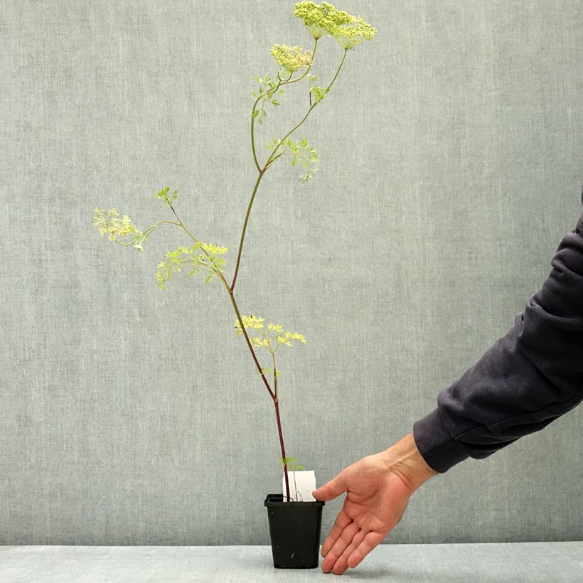 Esemplare di Cenolophium denudatum - Prezzemolo baltico Vasetto da 8/9 cm consegnato in estate