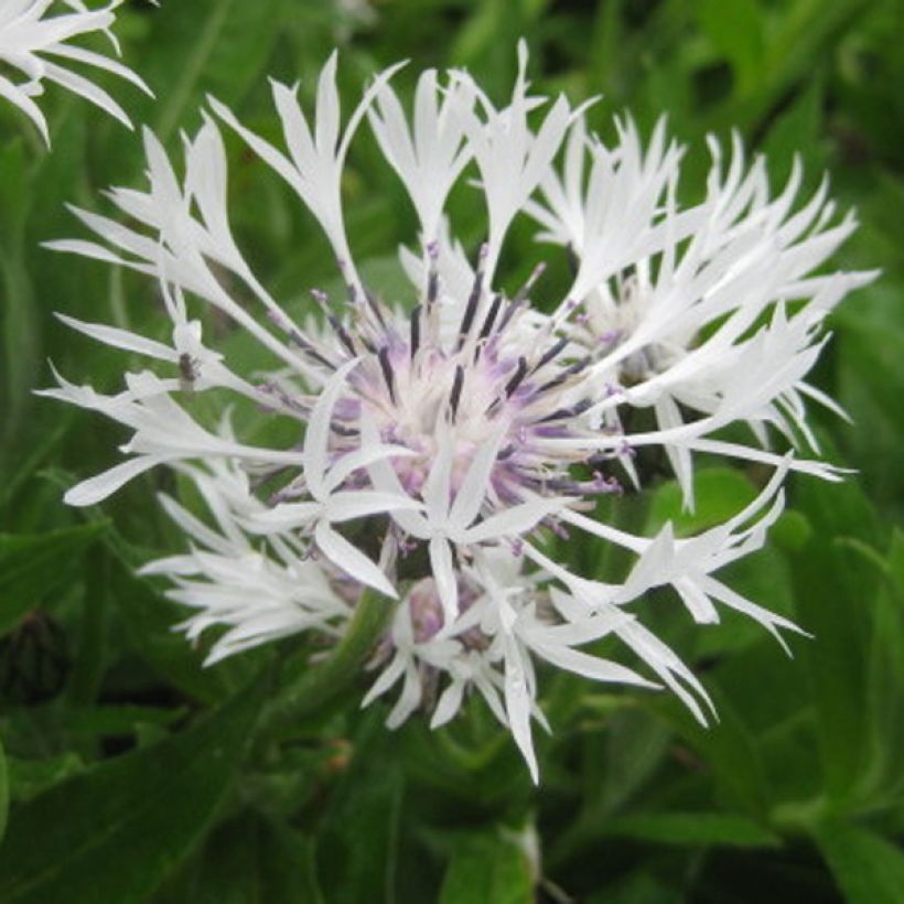 Centaurea montana Alba - Fiordaliso montano (Flowering)