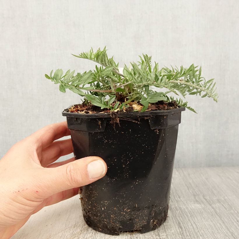 Example of Centaurea atropurpurea - Fiordaliso Vaso da 2L/3L as you get in printemps