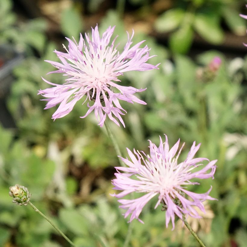 Centaurea bella - Fiordaliso (Fioritura)