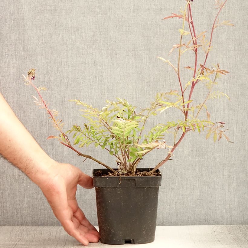 Esemplare di Centaurea dealbata - Fiordaliso Vaso da 2L/3L consegnato in estate