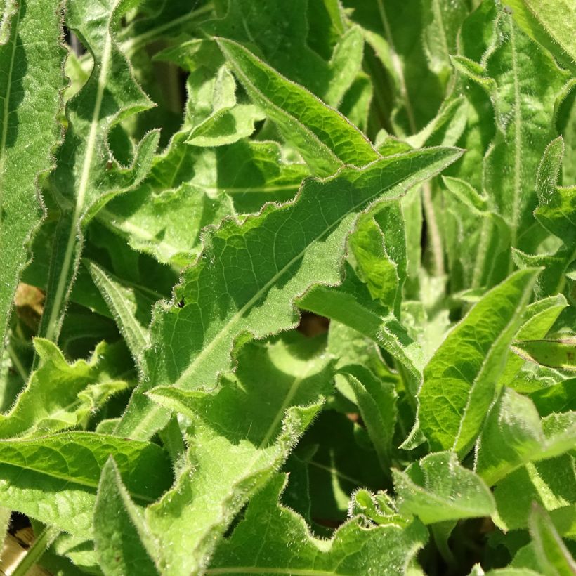 Centaurea jacea - Fiordaliso stoppione (Foliage)