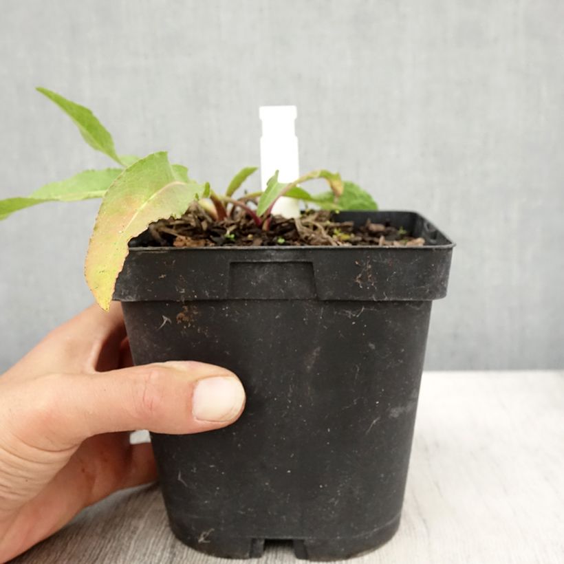 Esemplare di Centaurea macrocephala - Fiordaliso Vaso da 2L/3L come consegnato in autunno