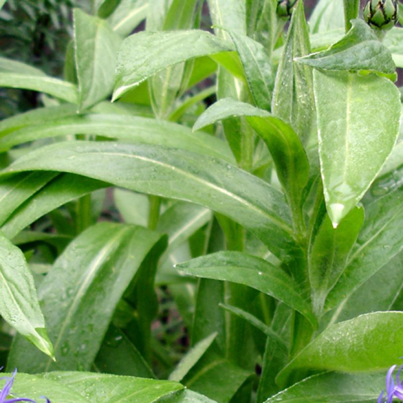 Centaurea montana Coerulea - Fiordaliso montano (Foliage)