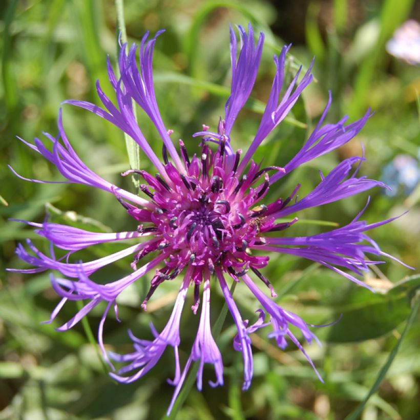 Centaurea montana Coerulea - Fiordaliso montano (Flowering)