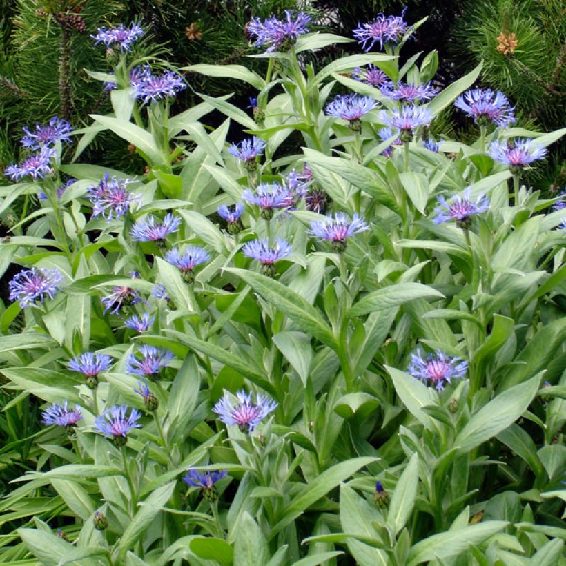 Centaurea montana Coerulea - Fiordaliso montano (Plant habit)