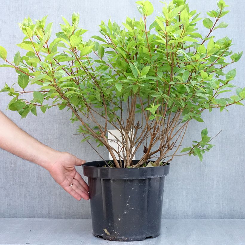 Example of Cephalanthus occidentalis Vaso da 7,5L/10L as you get in printemps