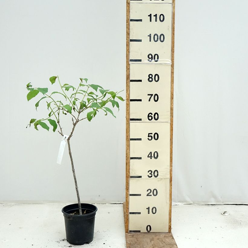 Cephalanthus occidentalis Vaso da 3L/4L, Vaso impalcato esemplare consegnato in primavera