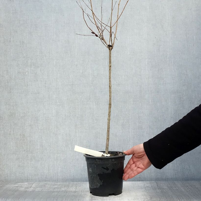 Esemplare di Cephalanthus occidentalis - Bois-bouton Pot de 3L/4L, Tige, Tige de 50 cm come consegnato in autunno