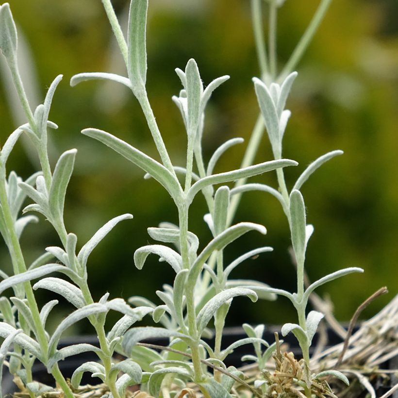 Cerastium tomentosum var. columnae - Peverina tomentosa (Fogliame)
