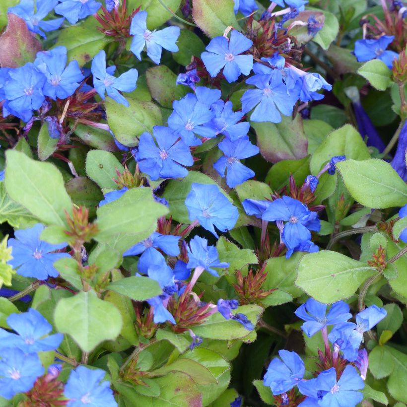 Ceratostigma plumbaginoides - Plumbago blu (Flowering)