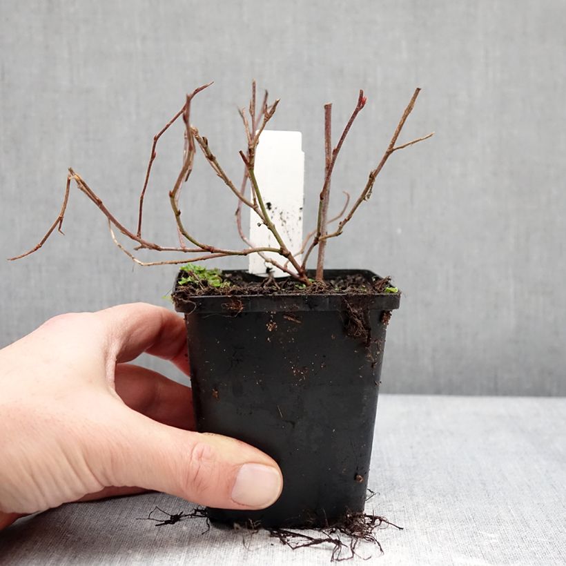 Ceratostigma willmottianum Forest Blue - Plumbago cinese Vasetto da 8/9 cm esemplare consegnato in inverno