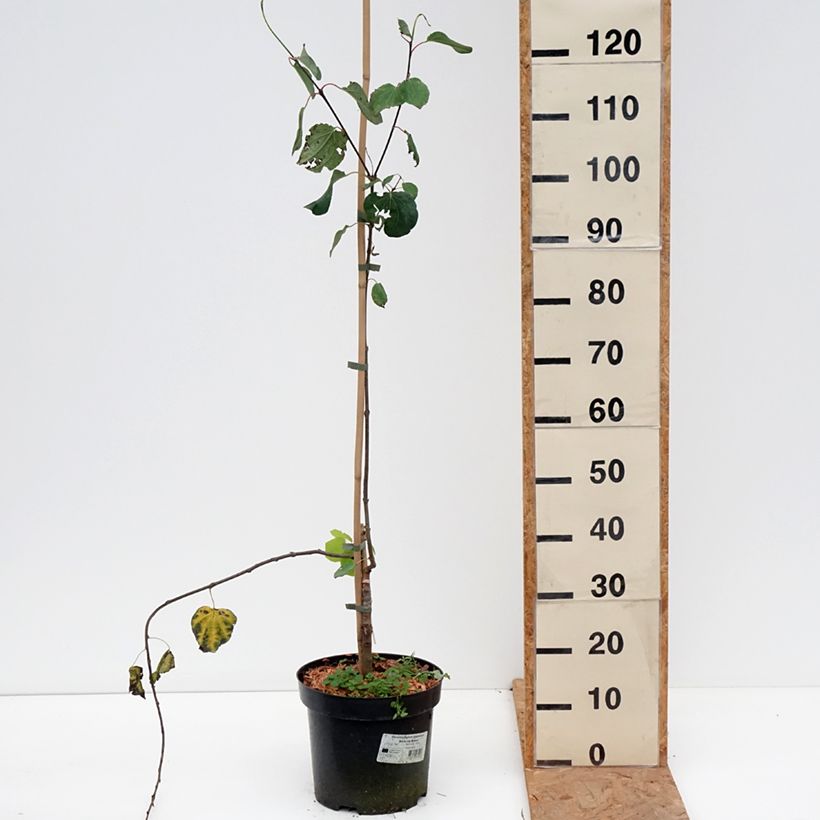 Esemplare di Cercidiphyllum japonicum Amazing Grace - Albero del caramello Vaso da 7,5L/10L come consegnato in autunno