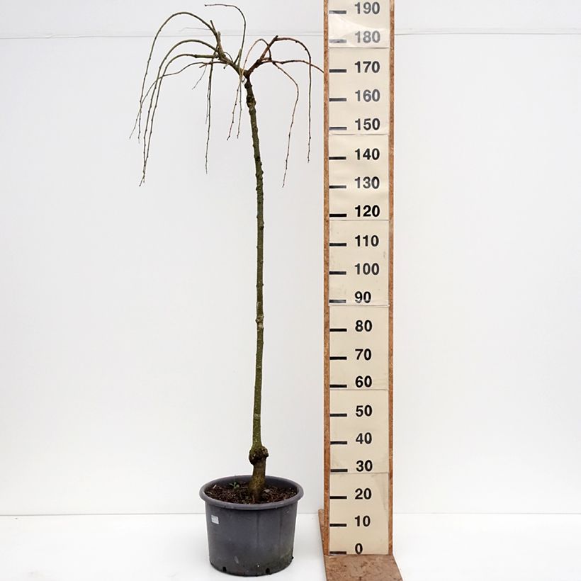 Cercidiphyllum japonicum Pendulum - Albero del caramello Vaso da 7,5L/10L, Astone alto esemplare consegnato in inverno
