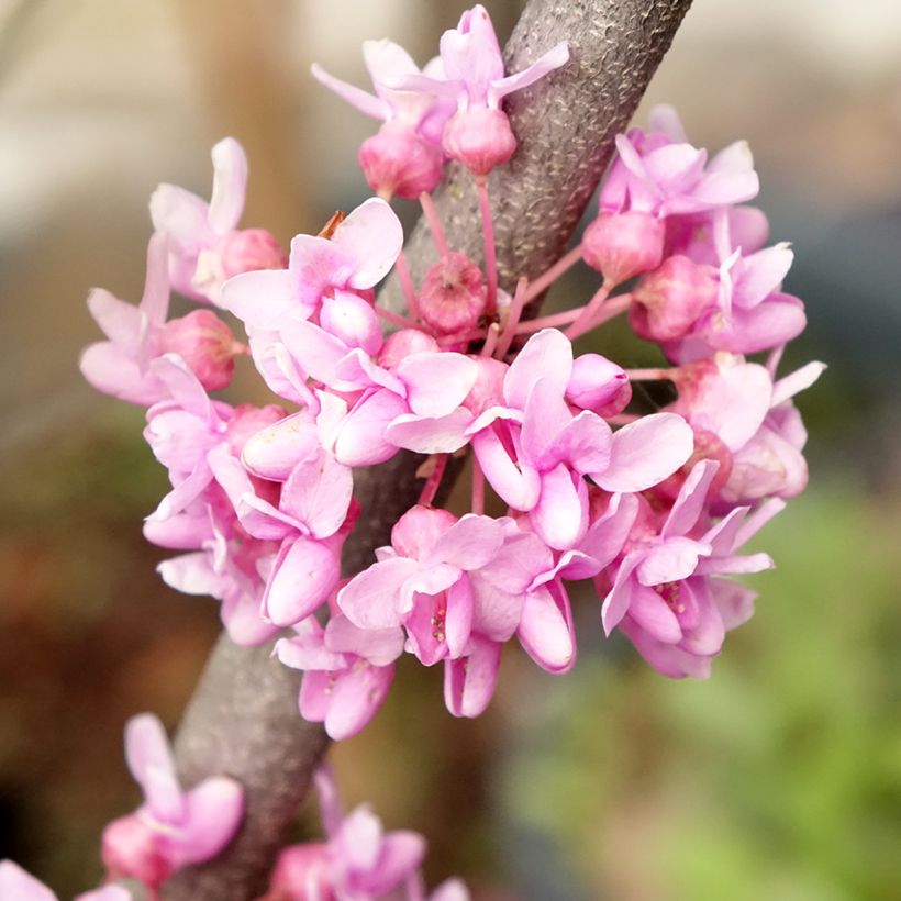 Cercis canadensis Alley Cat - Albero di Giuda (Fioritura)