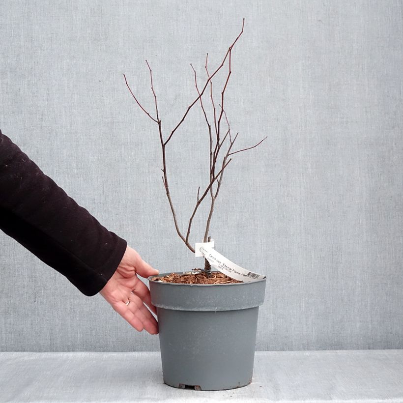 Cercis canadensis Eternal Flame - Albero di Giuda Vaso da 4L/5L esemplare consegnato in inverno