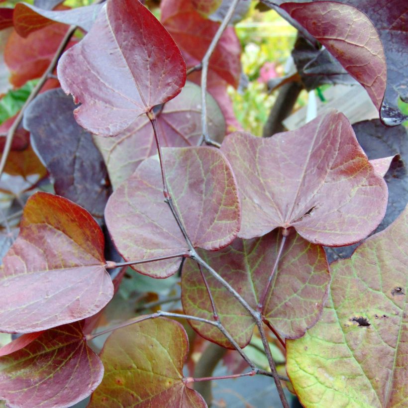 Cercis canadensis Forest Pansy - Albero di Giuda (Foliage)
