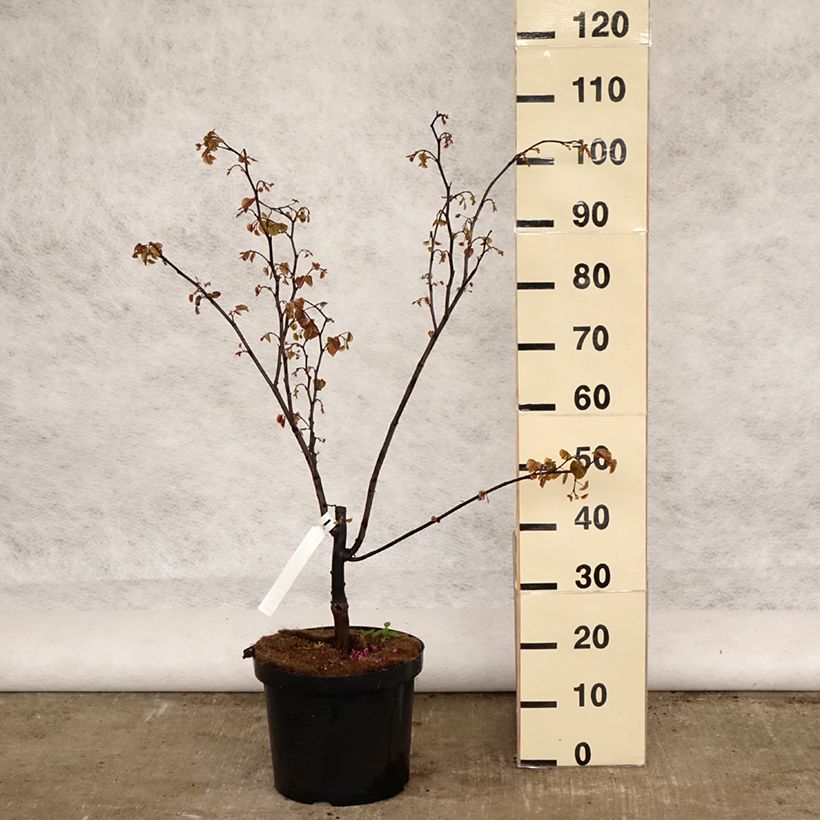 Example of Cercis canadensis Forest Pansy - Albero di Giuda Vaso da 7,5L/10L as you get in printemps
