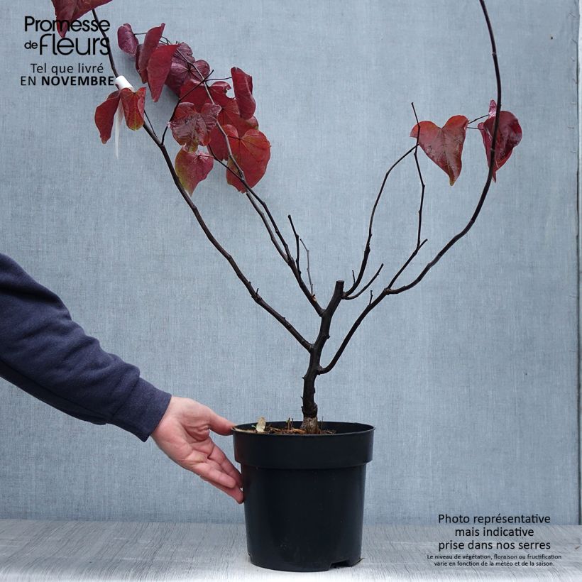 Esemplare di Cercis canadensis Forest Pansy - Albero di Giuda Vaso da 4L/5L come consegnato in autunno