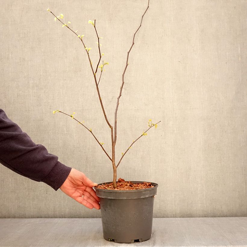 Cercis canadensis - Albero di Giuda Vaso da 4L/5L esemplare consegnato in primavera