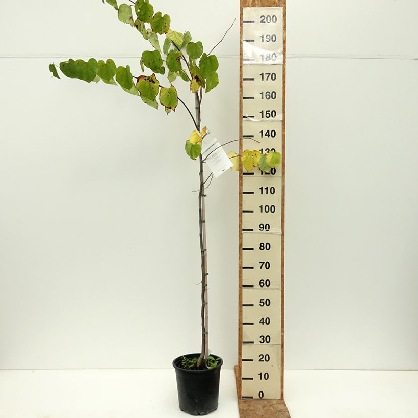 Esemplare di Cercis canadensis - Albero di Giuda Vaso da 7,5L/10L consegnato in estate