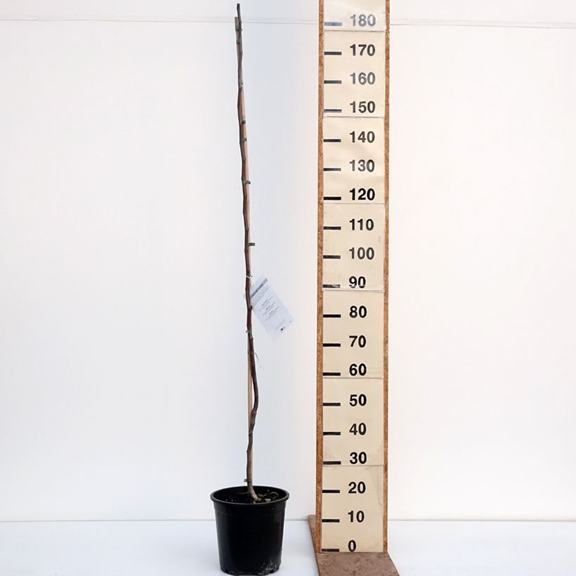 Cercis canadensis - Albero di Giuda Vaso da 7,5L/10L esemplare consegnato in inverno
