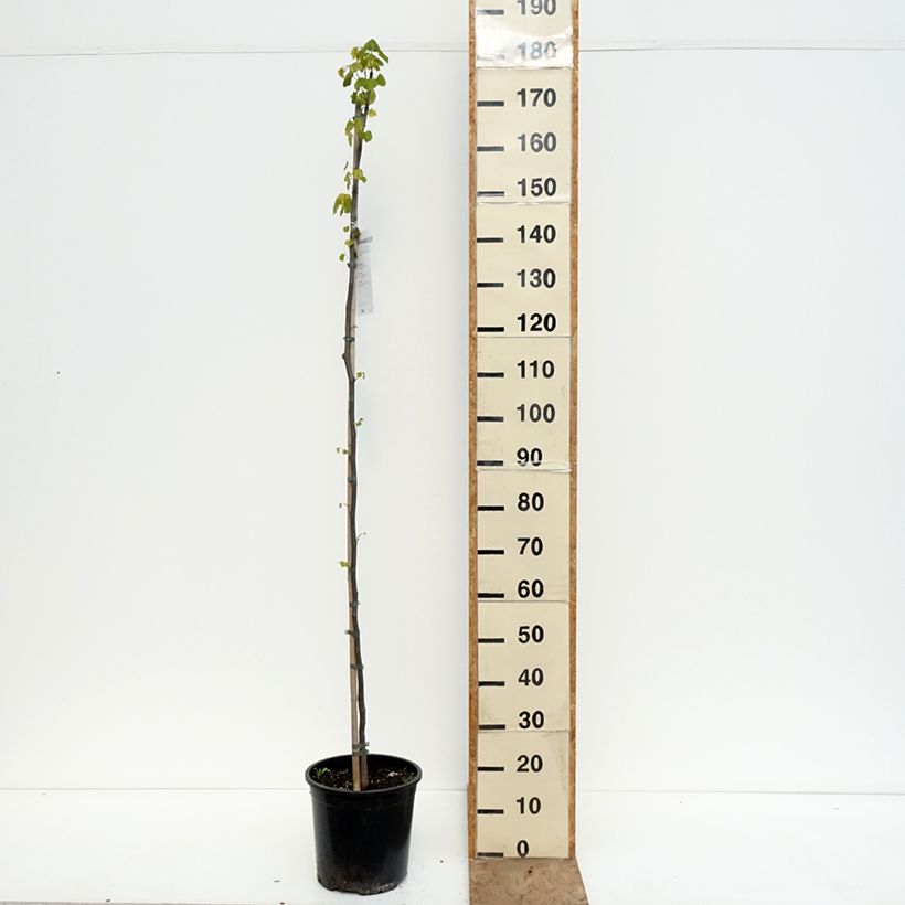 Cercis canadensis - Albero di Giuda Vaso da 7,5L/10L esemplare consegnato in primavera