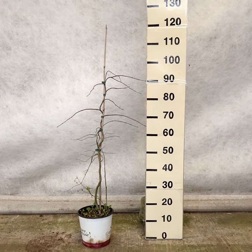 Esemplare di Cercis canadensis Golden Falls - Albero di Giuda Vaso da 4L/5L, Astone alto come consegnato in autunno