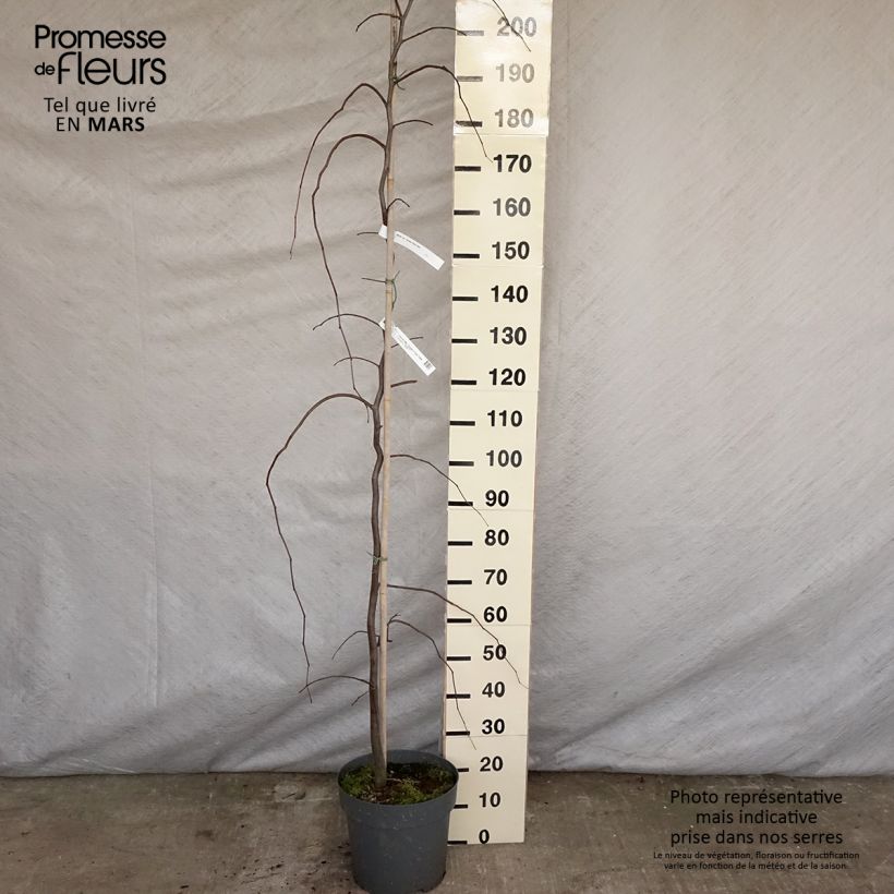 Cercis canadensis Golden Falls - Albero di Giuda Vaso da 4L/5L, Astone alto esemplare consegnato in primavera