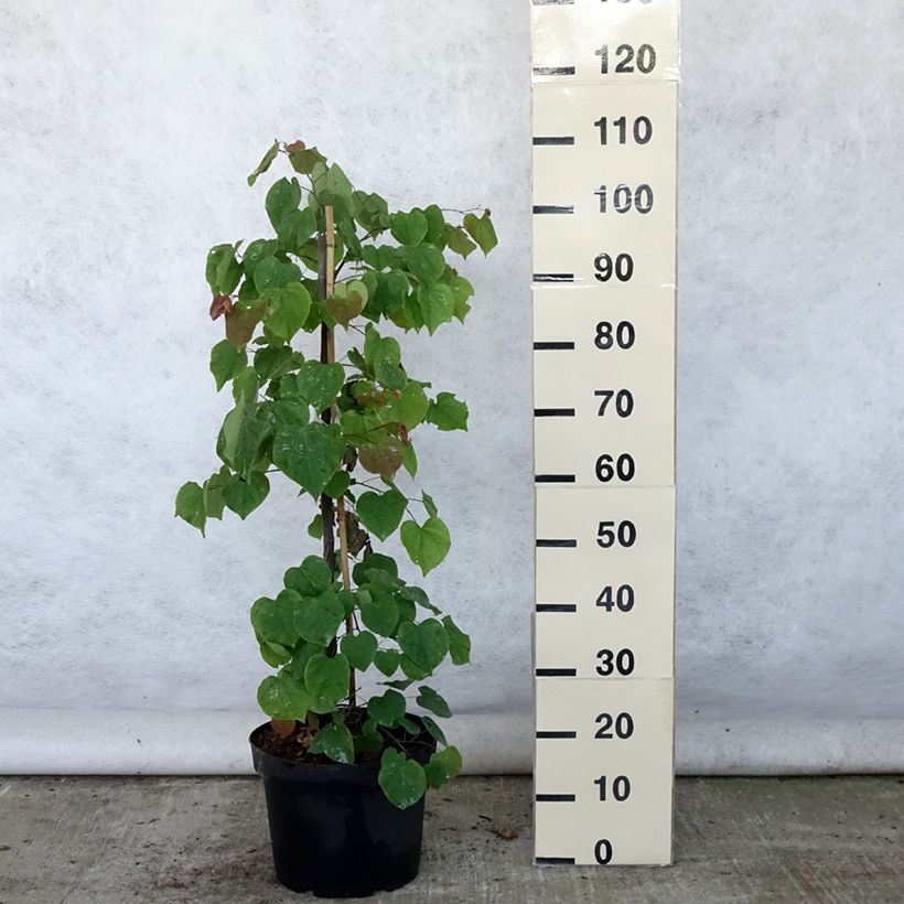 Esemplare di Cercis canadensis Lavender Twist - Albero di Giuda Vaso da 7,5L/10L consegnato in estate