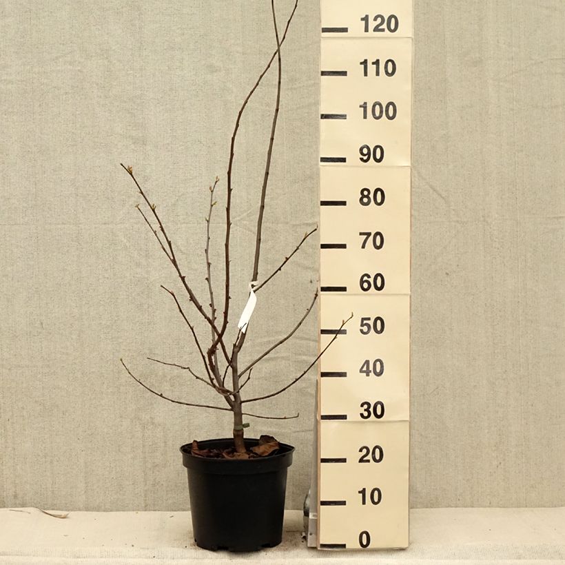 Example of Cercis canadensis Pink Pom Pom's - Albero di Giuda Vaso da 7,5L/10L as you get in printemps