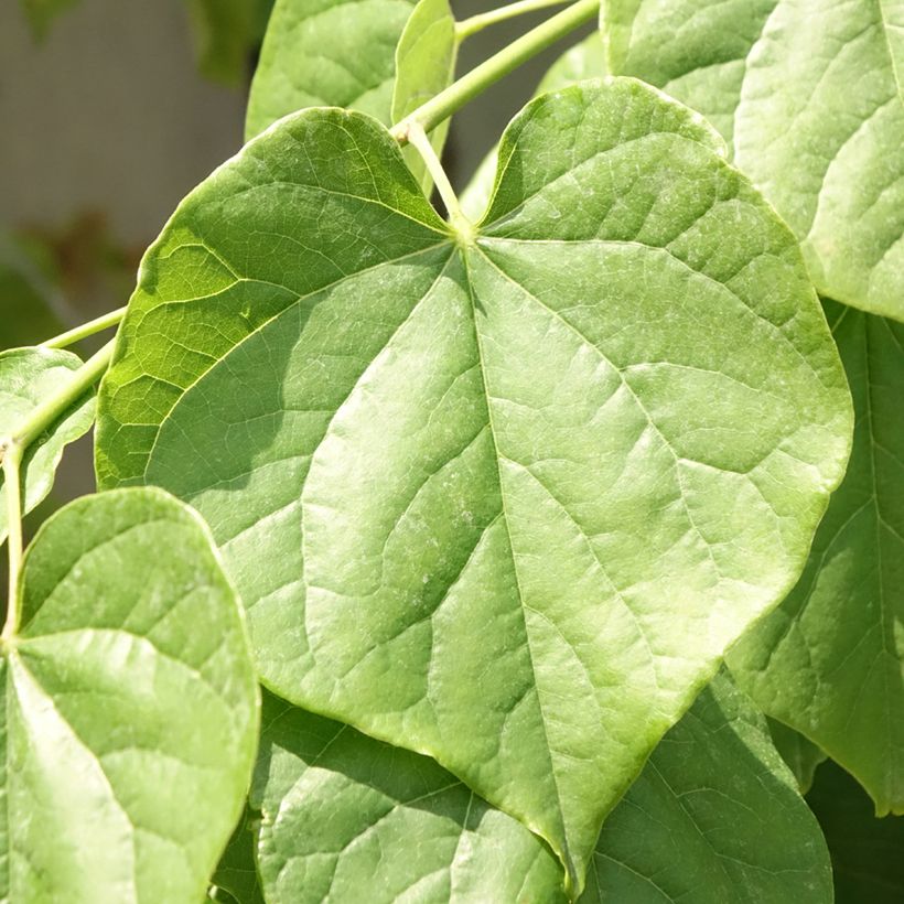 Cercis canadensis Pink Pom Pom's - Albero di Giuda (Foliage)