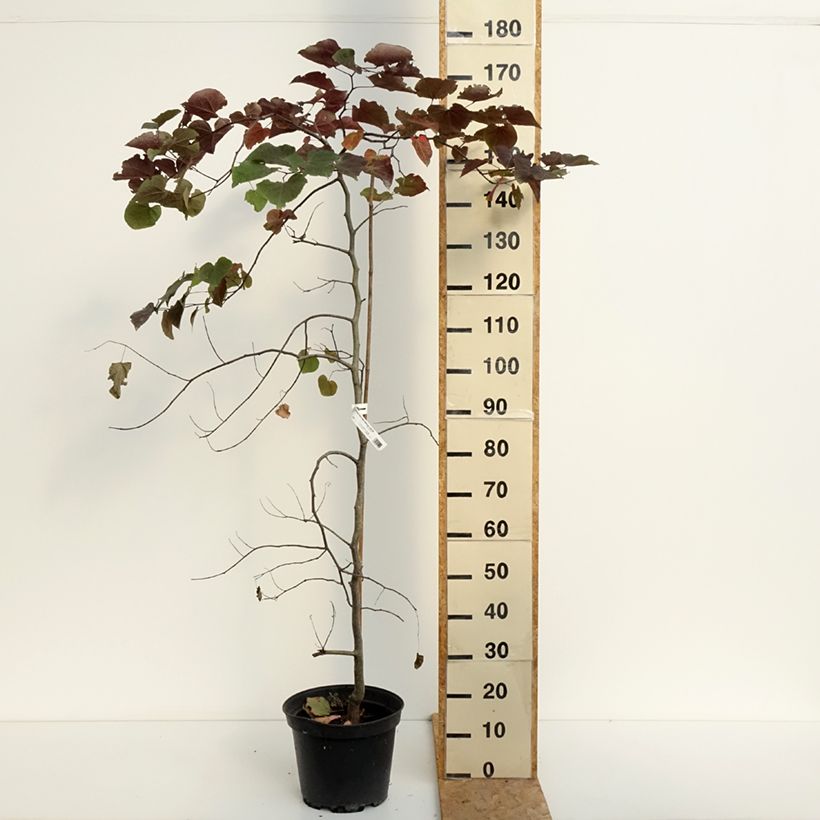 Esemplare di Cercis canadensis Ruby Falls - Albero di Giuda Vaso da 7,5L/10L consegnato in estate